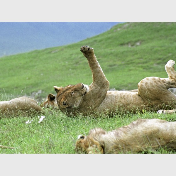 Lion paw - Tanzania, 2006